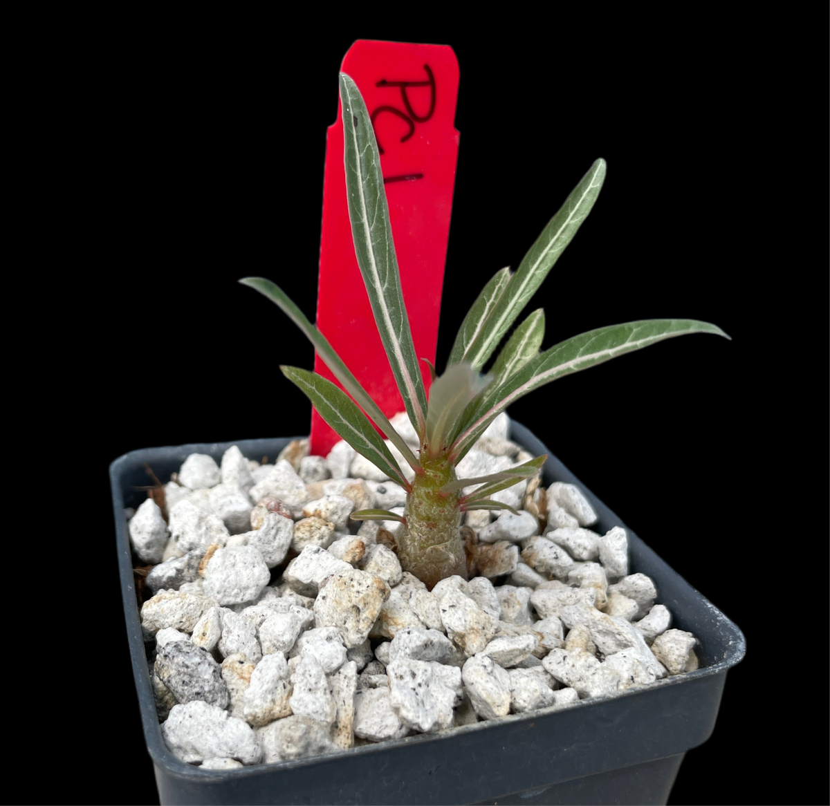 Adenium somalense Sp nova Tanzania | Seed Grown | 4