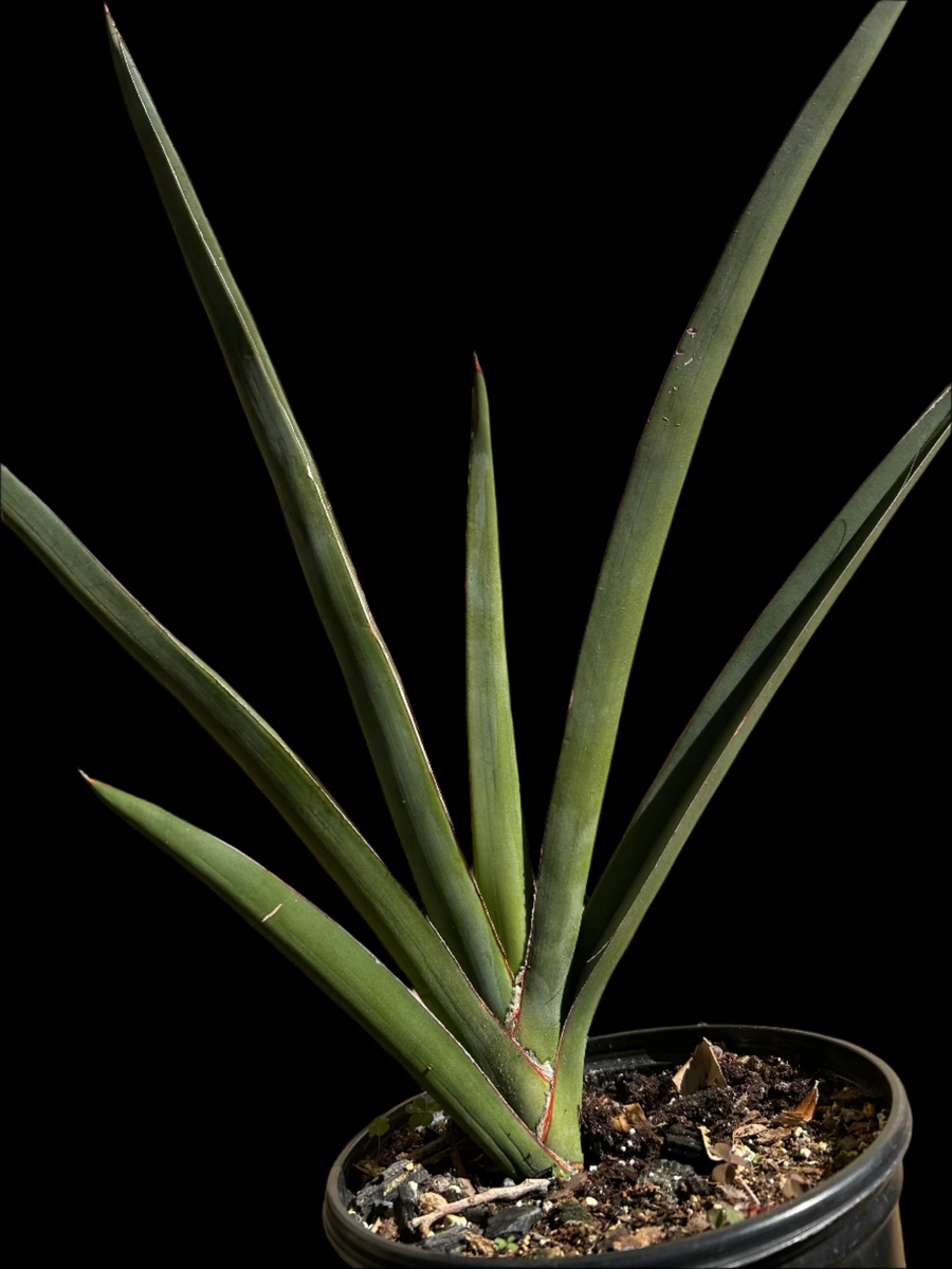 Sansevieria Kenya Beauty - newest Spectacular Growing Habit - Fan Shaped Snake Plant