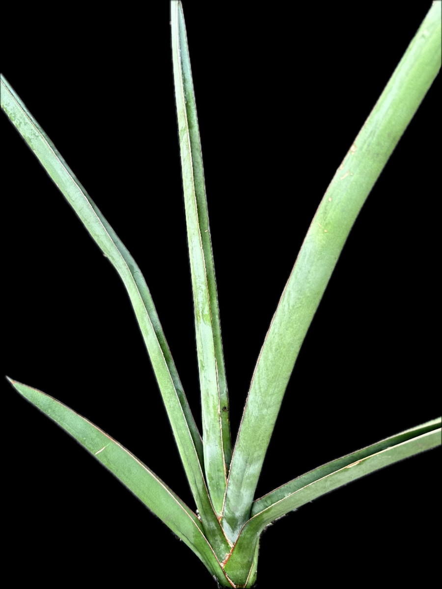 Sansevieria Kenya Beauty - Spectacular Growing newest Habit - Fan Shaped Snake Plant