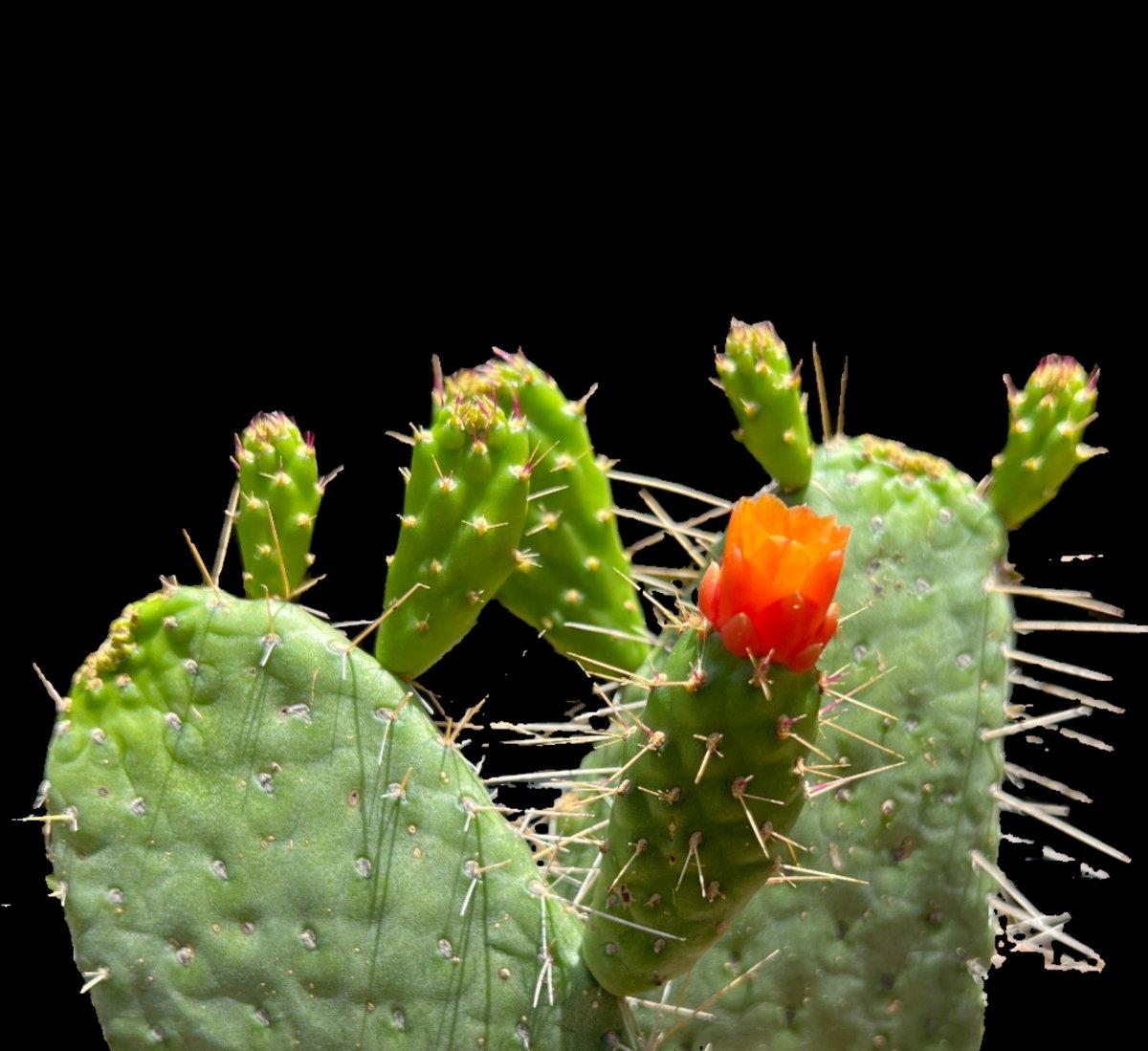 Consolea corallicola (with locality?) good (cactus - succulent - plant)