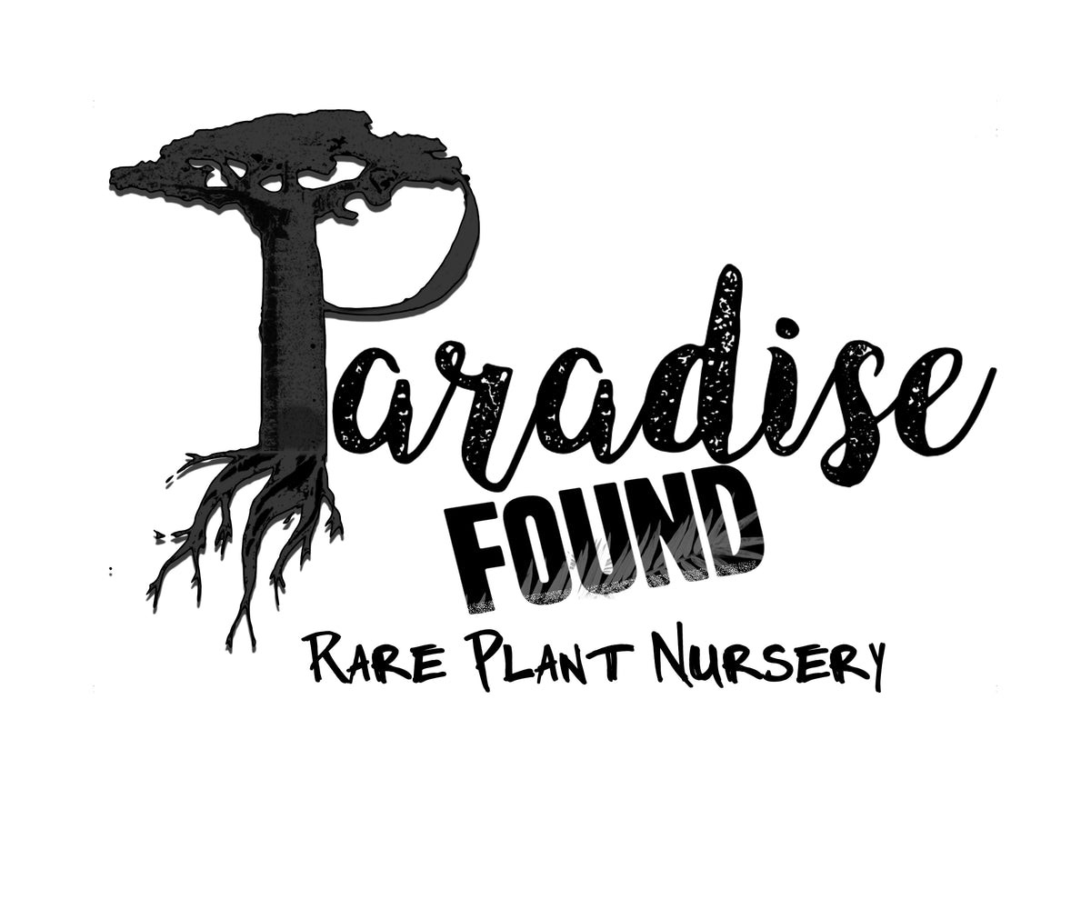 Adenium obesum (Desert Rose) 1 gallon – Paradise Found Nursery