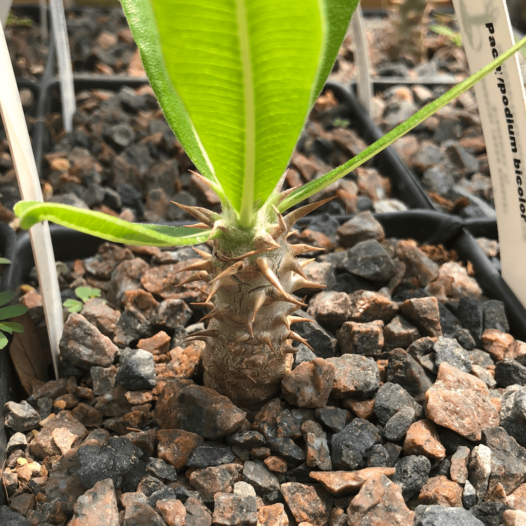 Pachypodium bicolor Seed grown rare Madagascar Palm Caudex Species 