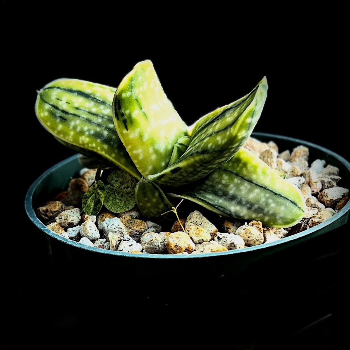 Gasteria nitida Variegated Rare Yellow Japanese Clone Ox Tongue Succulent