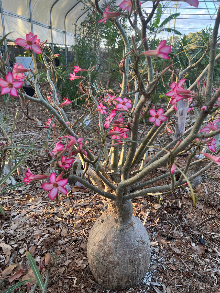 Adenium somalense Sp nova Tanzania | Seed Grown | 4