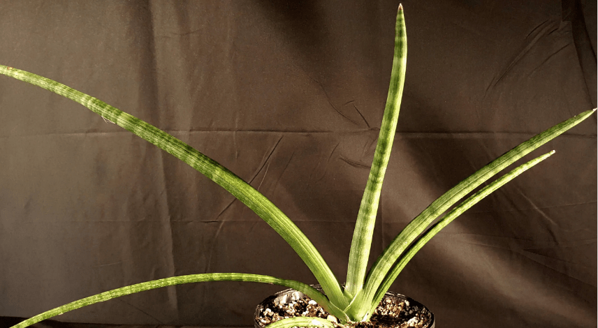 Sansevieria cylindrica 6