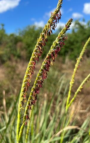 Fakahatchee Grass | Florida Native Grass | Tripsacum floridanum