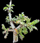 Boswellia nana Socotra Bonsai Frankincense Tree