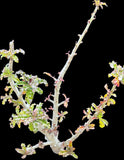 Boswellia nana Socotra Bonsai Frankincense Tree