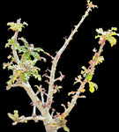 Boswellia nana Socotra Bonsai Frankincense Tree