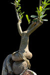 Adenium obesum Specimen C | Desert Rose