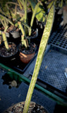 Sansevieria sp David Richards Type D | Specimen Stock Breeder Plant