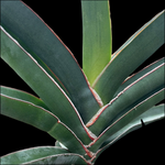 Sansevieria robusta BLUE form 5”  Large Fan Shaped Snake Plant