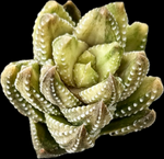 Haworthia coarctata VARIEGATED  | Tower Forming Succulent - Great House Plant