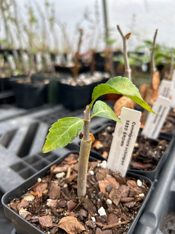 Commiphora schimperi | SEED GROWN | Myrrha Tree