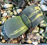 Gasteria armstrongii variegated 2” pot size