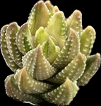 Haworthia coarctata VARIEGATED  | Tower Forming Succulent - Great House Plant