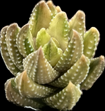 Haworthia coarctata VARIEGATED  | Tower Forming Succulent - Great House Plant