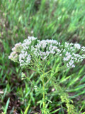 Mohr's Thoroughwort | Eupatorium mohrii | Florida Native Wildflower Pollinator