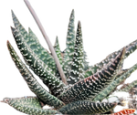 Gasteraloe hybrid Aveo Reverted Variegated | Ox Tongue Succulent