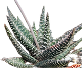 Gasteraloe hybrid Aveo Reverted Variegated | Ox Tongue Succulent