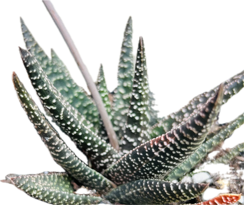 Gasteraloe hybrid Aveo Reverted Variegated | Ox Tongue Succulent