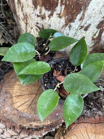 Hoya verticillata | Wax Plant