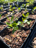 Simpson's Stopper | Myrcianthes fragrans | Florida Native Flowering Shrub | Seed Grown 4” Pots