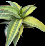 Sansevieria LAV 23251 Variegated