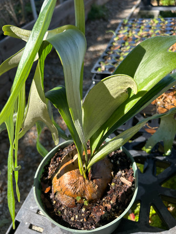 Staghorn Fern | Platycerium bifurcatum | Epiphytic Fern