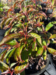 Firebush Compact Form | Hamelia patens cv ‘Calusa’