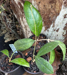 Hoya EPC-1001 meredithii x finlaysonii | Rare Hybrid | Wax Plant