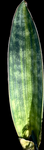 Sansevieria hallii Striated/Variegated