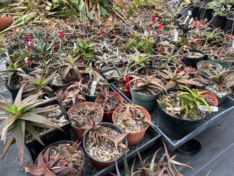 Hurricane Challenged Aloe Collections - Set of FIVE Plants!