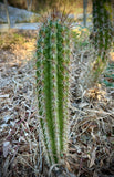 Pilosocereus (Xiquexique) gounellei | Large Cold Hardy Cactus | Stock Plants