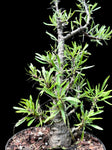 Fouquieria purpusii 2