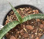 Sansevieria Modern Stripe Indonesia