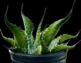 Agave salmiana v ferox | Large Century Plant | 1 or 3 Gallon Available