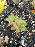 Haworthia cymbiformis 3” Pots