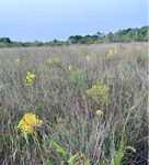 Solidago odora v chapmanii | Chapman's Goldenrod | Florida Native Scrub Wildflower