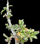 Boswellia nana Socotra Bonsai Frankincense Tree