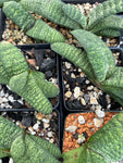 Gasteria batesiana Ox Tongue Succulent Offsets