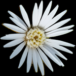 Chaptalia albicans Pineland Rock Daisy | Imperiled Florida Native Wildflower