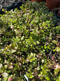 Swamp Twinflower | Dyschoriste humistrata | Florida Native Wildflower