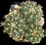 Melocactus violaceus Triple Heads |  Turks Cap Cactus