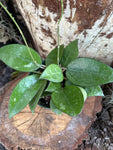 Hoya verticillata Black Margins