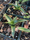 Sansevieria Sengkuni Hybrid