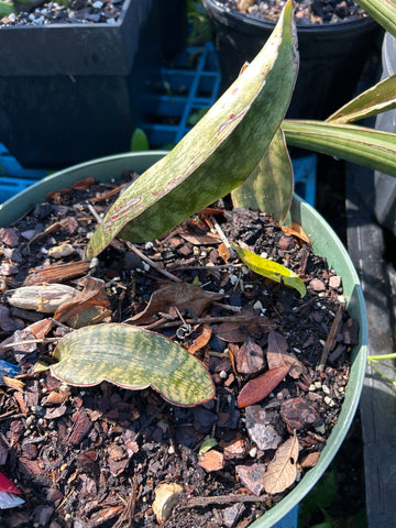 Sansevieria braunii | Exact Stock Breeder Plant