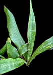 Sansevieria metallica | Dracaena