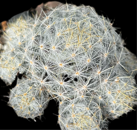 Mammillaria prolifera ssp haitiensis | Seed Grown Rare Caribbean Species