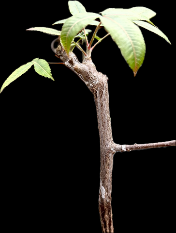 Bursera kerberi | Rare Frankincense Tree | Bonsai